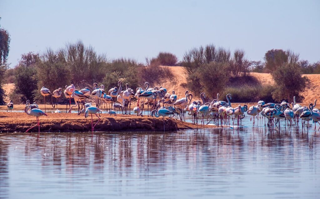 Flamingos at Al Qudra Lakes